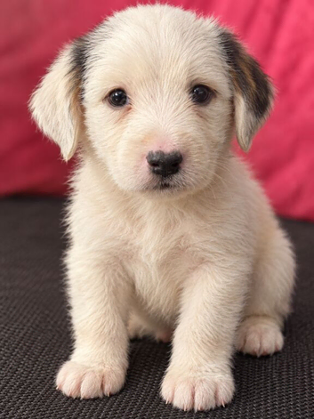 Girl jack Russel puppie