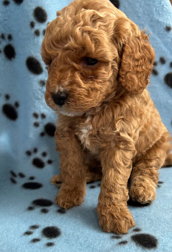 F1b puppies