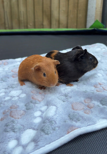 Two female guinea pigs