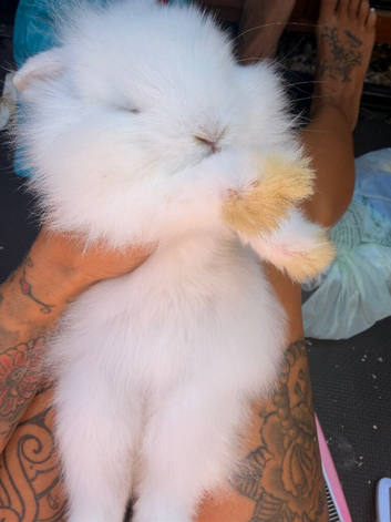 Mini lion lop