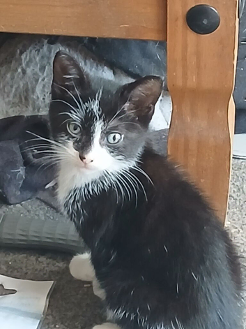 Kittens ready for a loving home