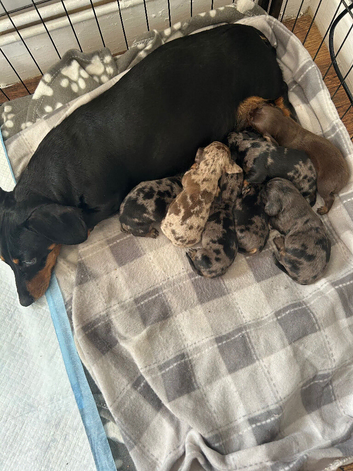 Miniture dashund pups