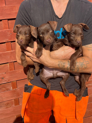 Patterdale terrier puppies males