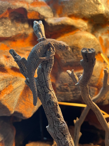 Proven Strophurus Williamsi pair for sale