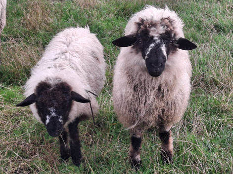 2026 Valais Blacknose Cross Lambs for sale
