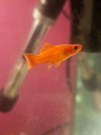 Swordtails for sale