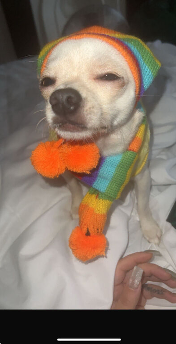 Make Chihuahua for sale