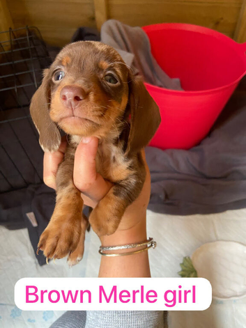 8 weeks old ready to go micro dachshund