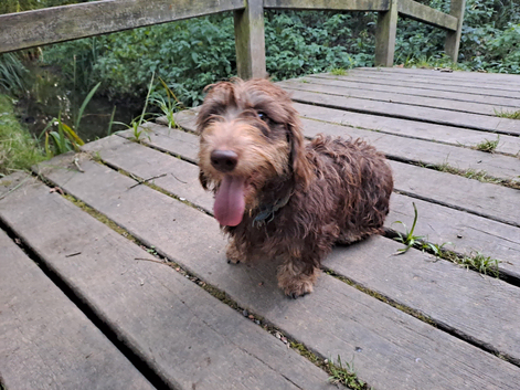 Kc wire-haired chocolate stud.