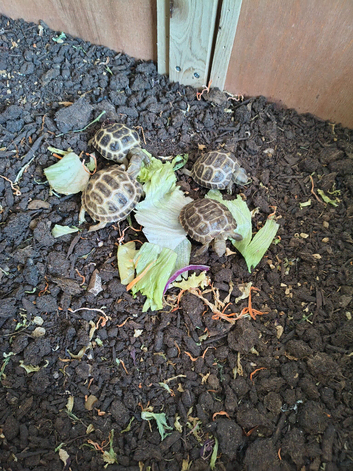 3 months old baby tortoise