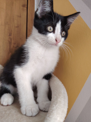 Kitten