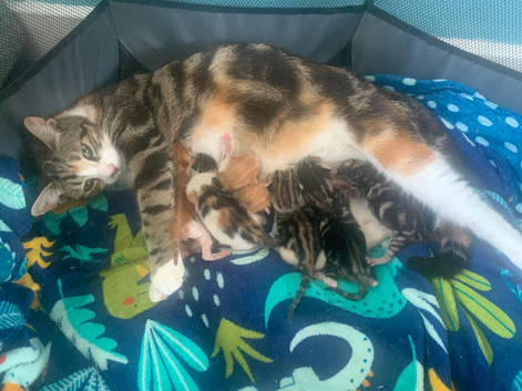 Kittens for sale