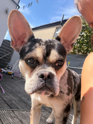 Frenchie cross