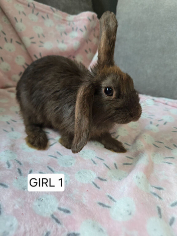 New zealand x Mini Lop bunnies