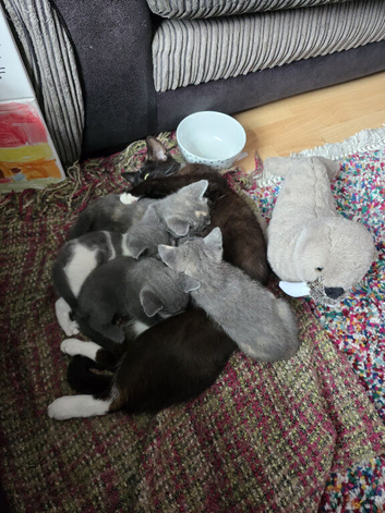 Beautiful grey mix kittens