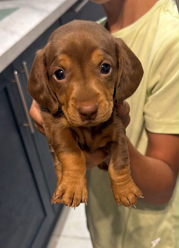 Dachshund