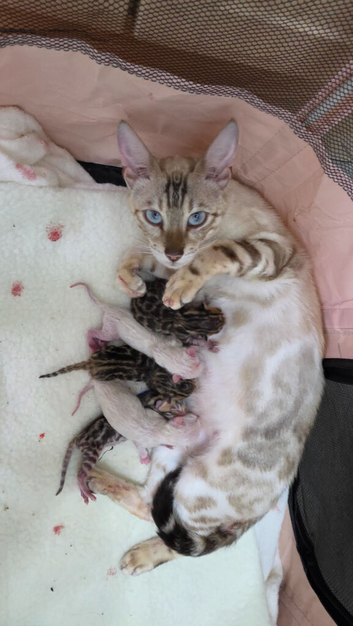 Exquisite Pedigree Bengal Kittens