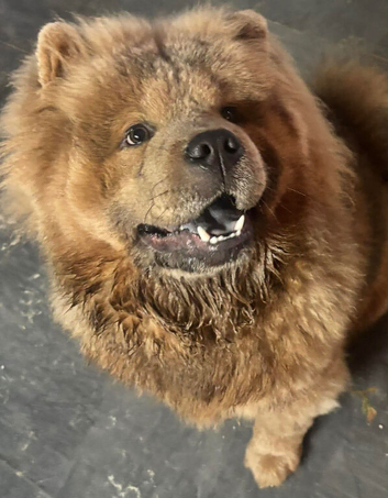 7 month old male chow chow