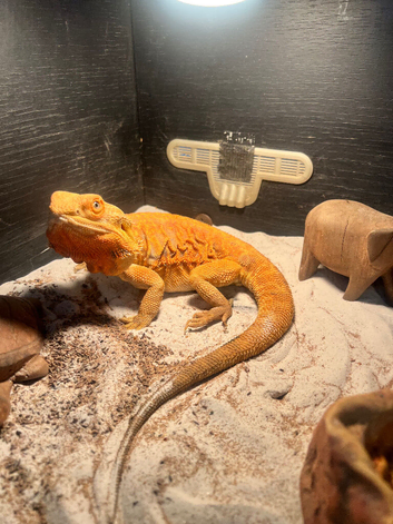 Red leatherback Bearded dragon