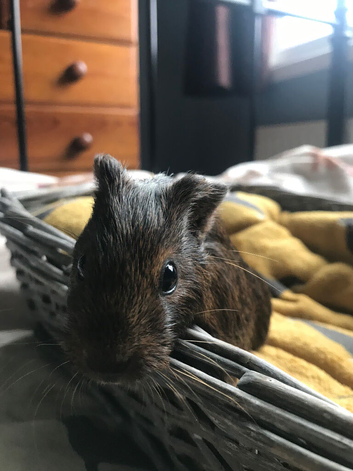 5 month old guinea pig