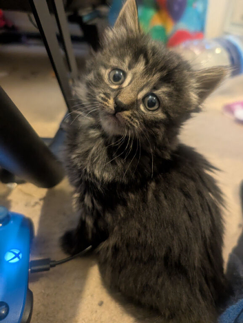 3 kittens ready to go