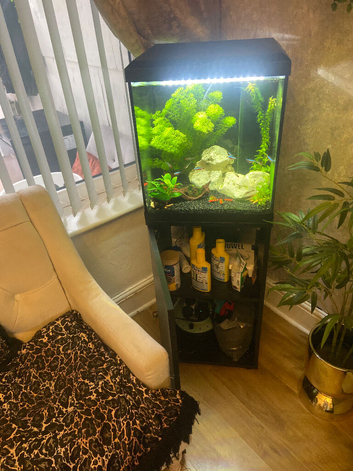 Fish tank tropical