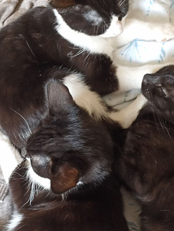 Kittens 15 weeks old