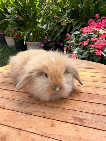 3 Beautiful Lionhead/Angora Bunnies &ndash; Ready for Their Forever Home