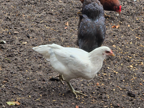 5 Hybrid Hens for Sale
