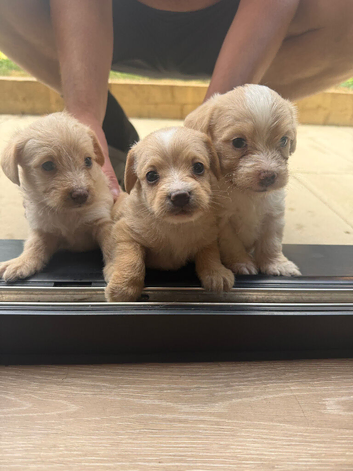Beautiful f1 jackapoo puppies for sale
