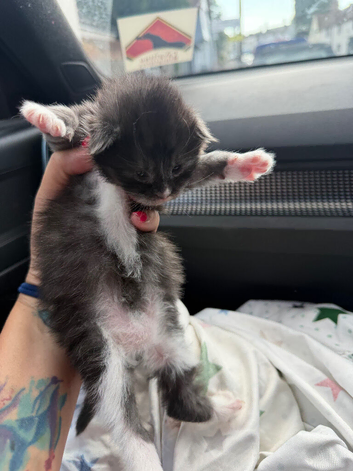 Male Maine coon kitten