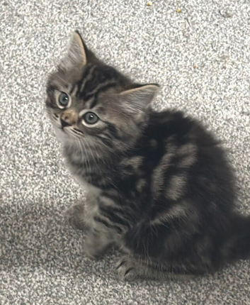 Kittens ready now