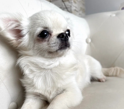 KC quality chihuahua puppies LC Show line
