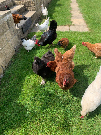 Pure bred laying chickens for sale