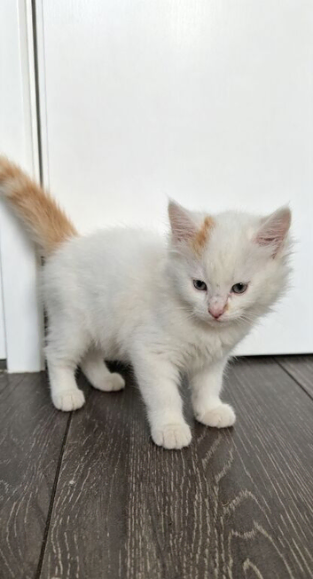Kitten Available