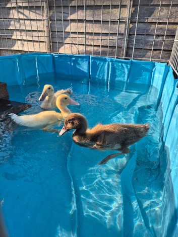 3 Mixed breed ducklings