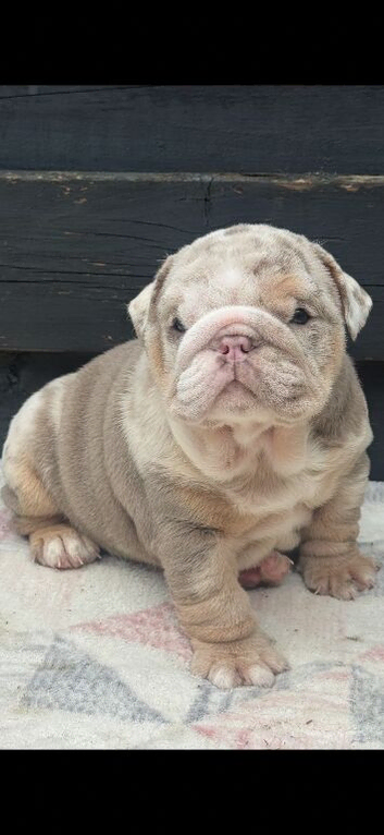 Beautiful British bulldog puppys