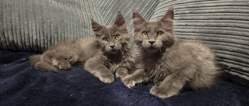 Maine coon kittens