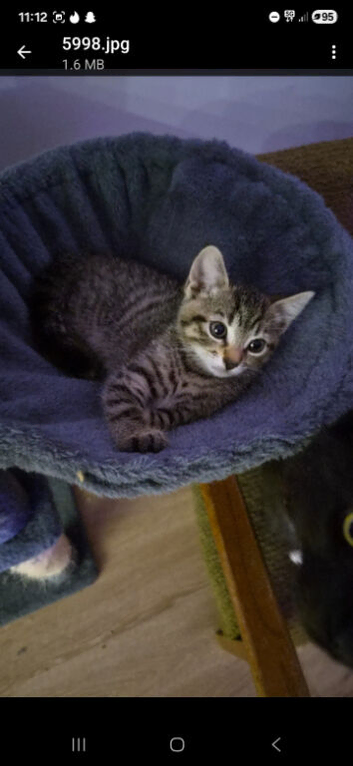 Beautiful female kitten for sell