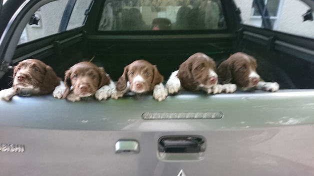 Springer pups