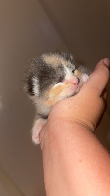 Kittens
