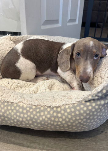 NOW REDUCED - LAST BOY - Miniature dachshund puppies for sale - READY TO LEAVE NOW