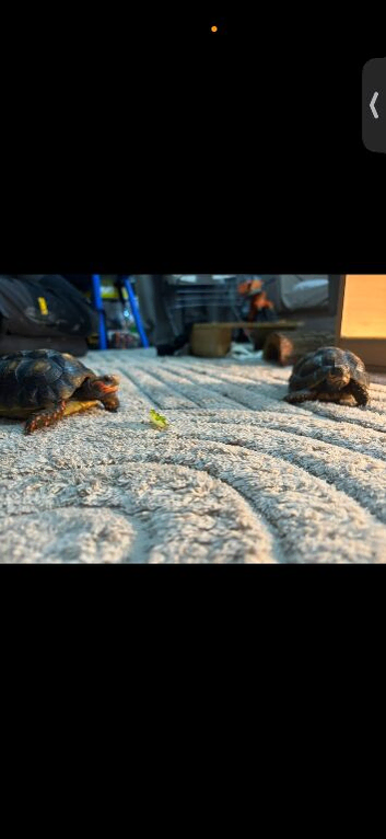 X2 red footed tortoises with tortoise hut