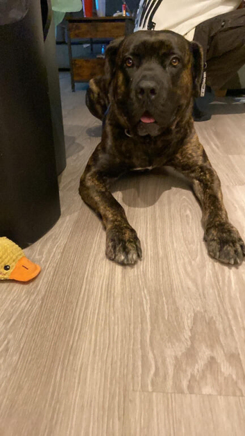 This is Gus