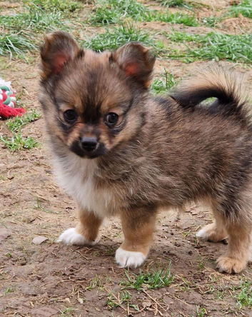 4 beautiful pomchi puppies looking for their forever families