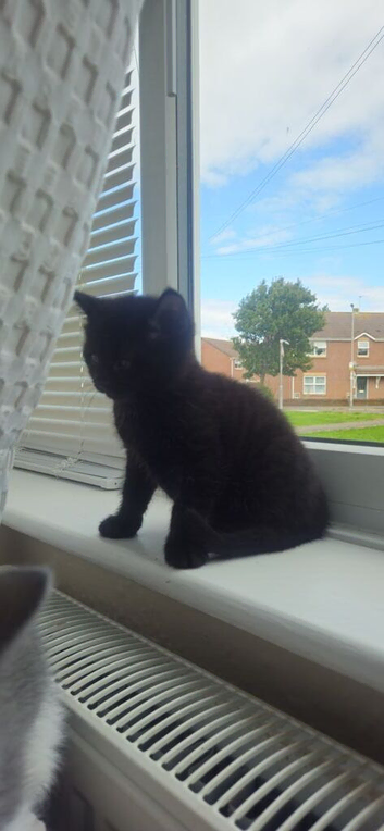 British shorthair x