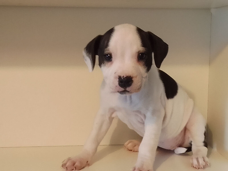 Staffordshire bull terrier pups