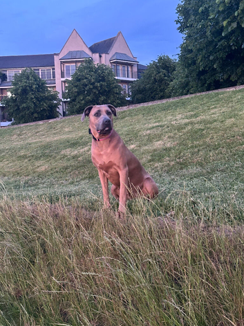 She a lovely dog