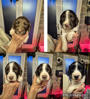 5 Boys - KC Reg and FT-CH Bloodlines