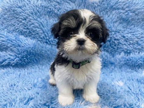 Beautiful, tiny boys available